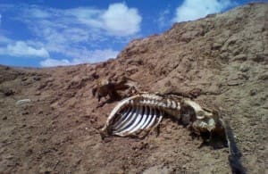 1. Dead Donkey near dry Waterpan e1487775733869
